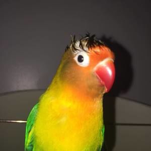 Meet your Posher, Anthony